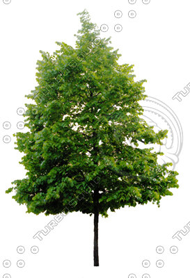 Texture JPEG tree trees leaf