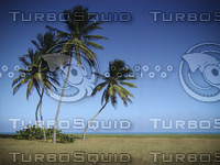 Tropical Beach