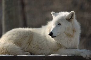 wolf.wav