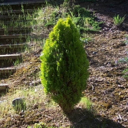 Stock Jpeg Landscape Bushes Trees