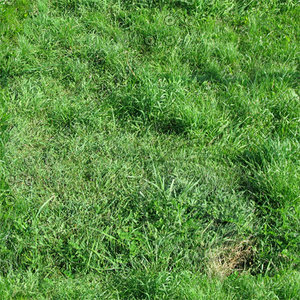 Ground_grass_14
