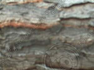 BARK 08.03.2008