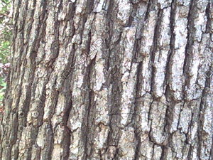 061608-bark