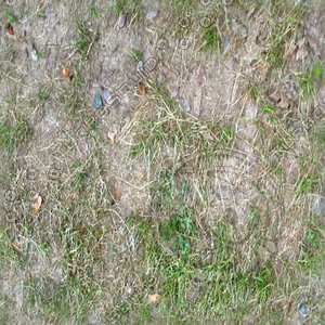 Patchy Grass