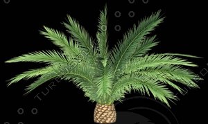 Phoenix Canariensis D