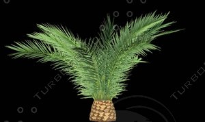 Phoenix Canariensis G
