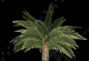 Phoenix Canariensis H