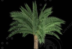 Phoenix Canariensis I