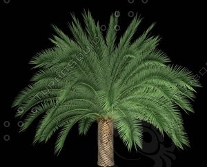 Phoenix Canariensis L
