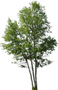 Whitespire Birch Clump