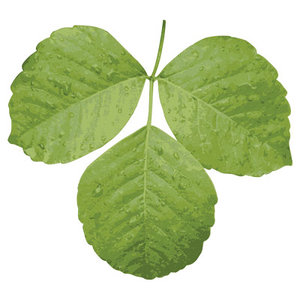 SPV_PoisonIvy001