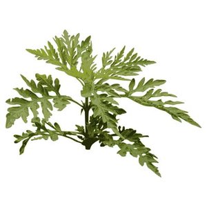 SPV_Ragweed001