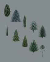 Tree-Conifer_Collection