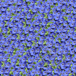 Anemone flowers seamless pattern
