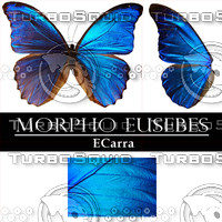 Butterfly Morpho Eusebes