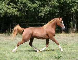 gallop.wav