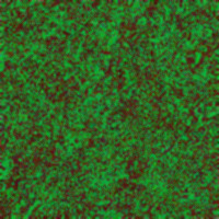 grass texture.jpg