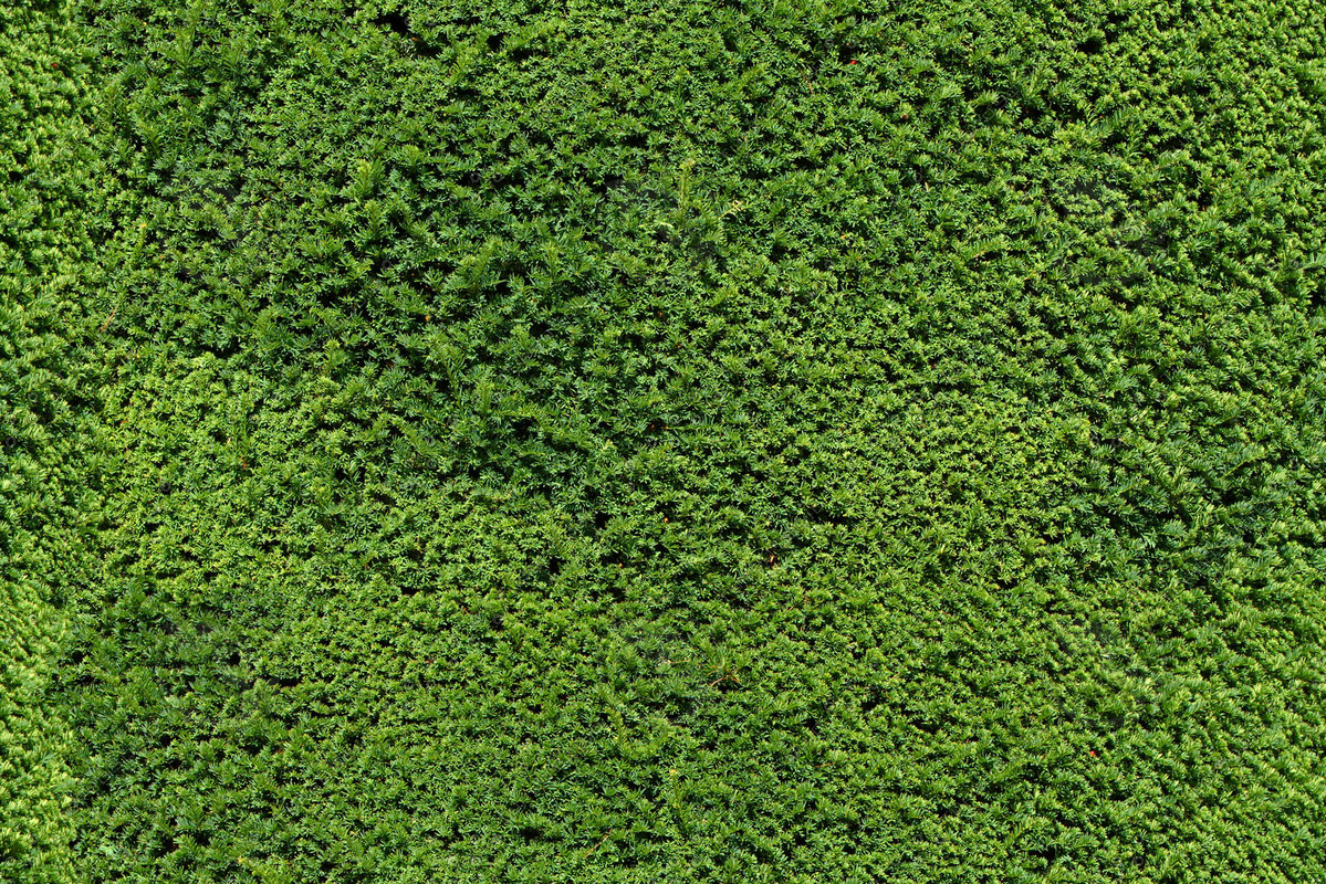 Texture JPEG Garden Hedge green