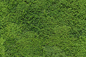 Garden Hedge #1