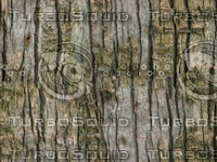Palm Tree Bark