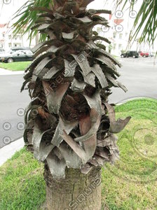 Palm Trunk