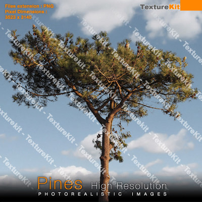 Texture PNG pine pin texturekit