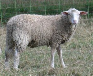 sheep.wav