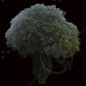 tree-02-04