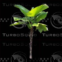tree-03-17