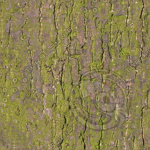 treebark  green 11.jpg