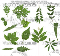 The Foliage Collection