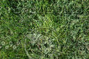 grass texture