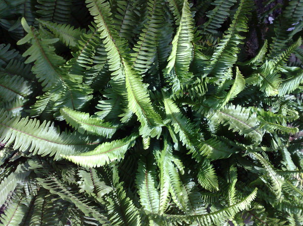 Texture JPEG FISH TAIL FERN