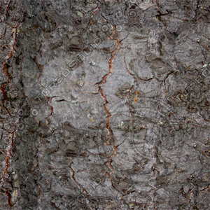 Bark_42