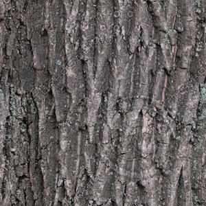 Bark_43