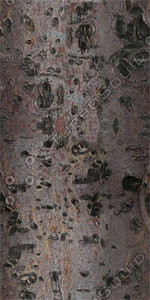 Bark_45
