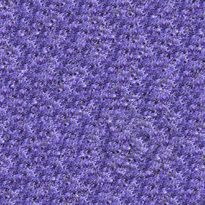 Clematis flowers seamless pattern