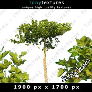 Summer Tree 15 High Resolution