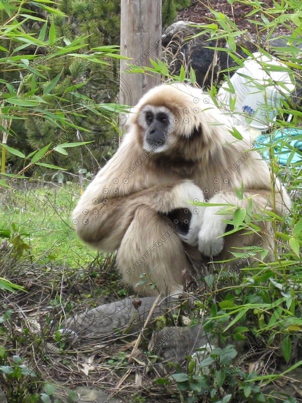 Stock Other monkey  tan  zoo