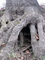 tree roots
