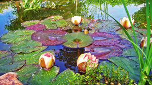 Lilly