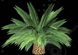 Phoenix_Canariensis_A