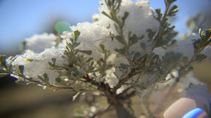 Snow Tree