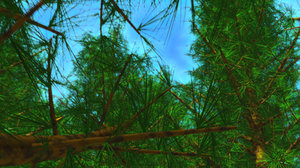 3d Trees