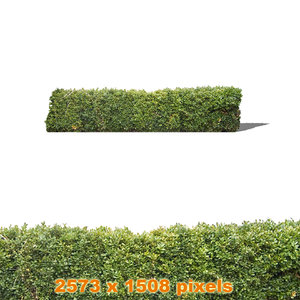 Hedge