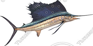 fish 5.ai