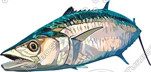 fish 9.ai