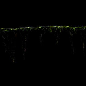 Seaweed covered rope