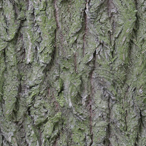tree bark green D4.jpg
