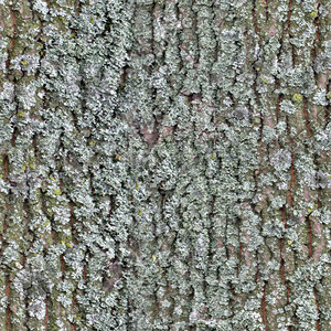 tree bark lichen.jpg